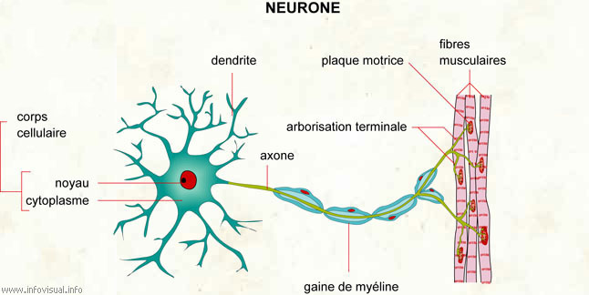 Neurone (Dictionnaire Visuel)